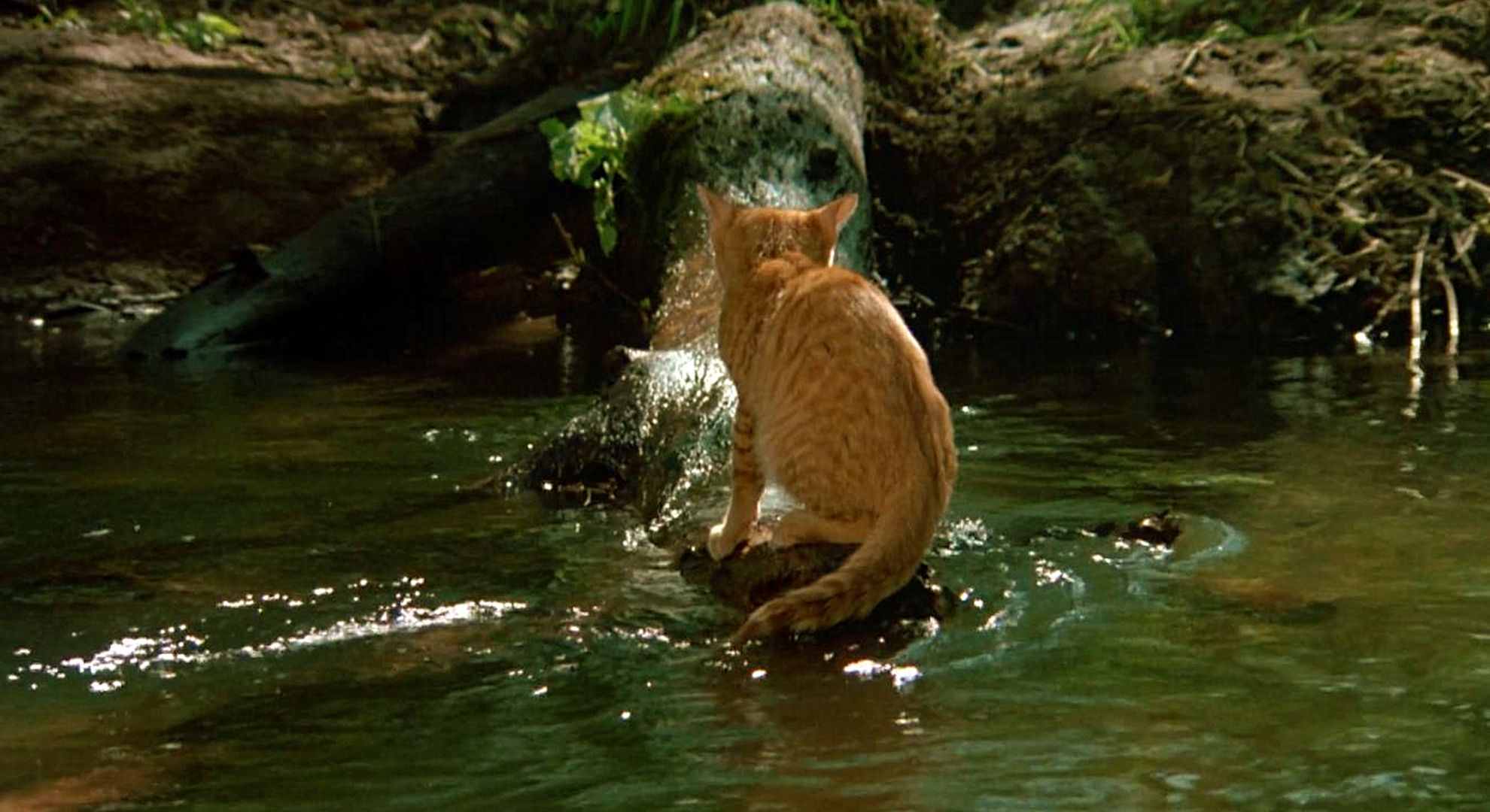 小猫钓鱼亲子游戏卡通图片_亲子游戏小猫钓鱼_小猫钓鱼亲子游戏设计方案