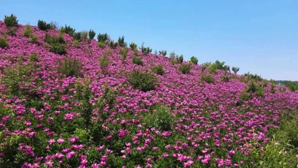 泰拉瑞亚都有什么节日_泰拉瑞亚pe节日大全_泰拉瑞亚节日大全日期1.4