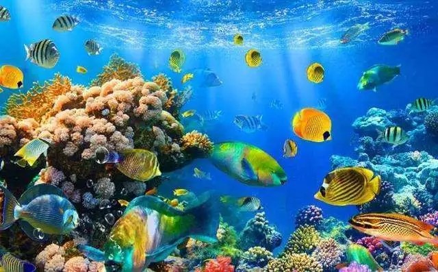 捕鱼假日水族馆容量_捕鱼假日贴吧_捕鱼假日水族馆的星星怎么获得