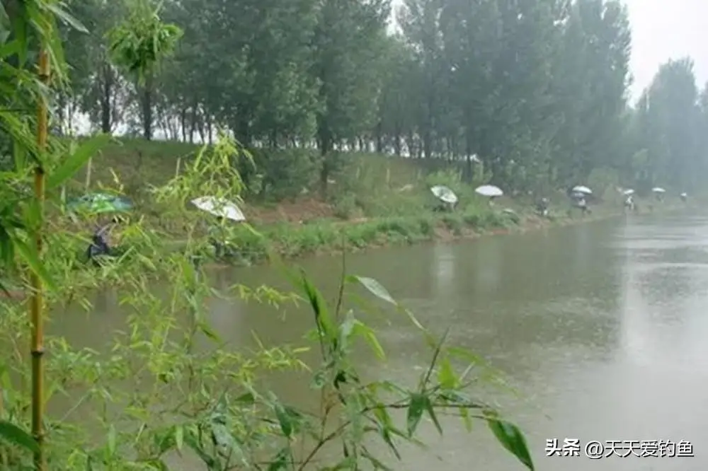 钓鱼小雨天气适合钓鱼吗_小雨天野钓_小雨天气适合钓鱼吗