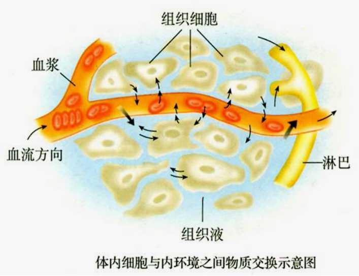 血浆与组织液的主要区别是_血浆与组织液的区别_血浆和组织液之间的结构是什么