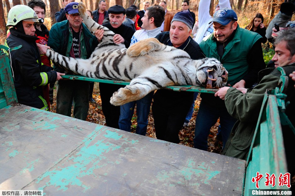 逃出动物园_逃出动物园的猴子作文_重生猛虎开局逃出动物园